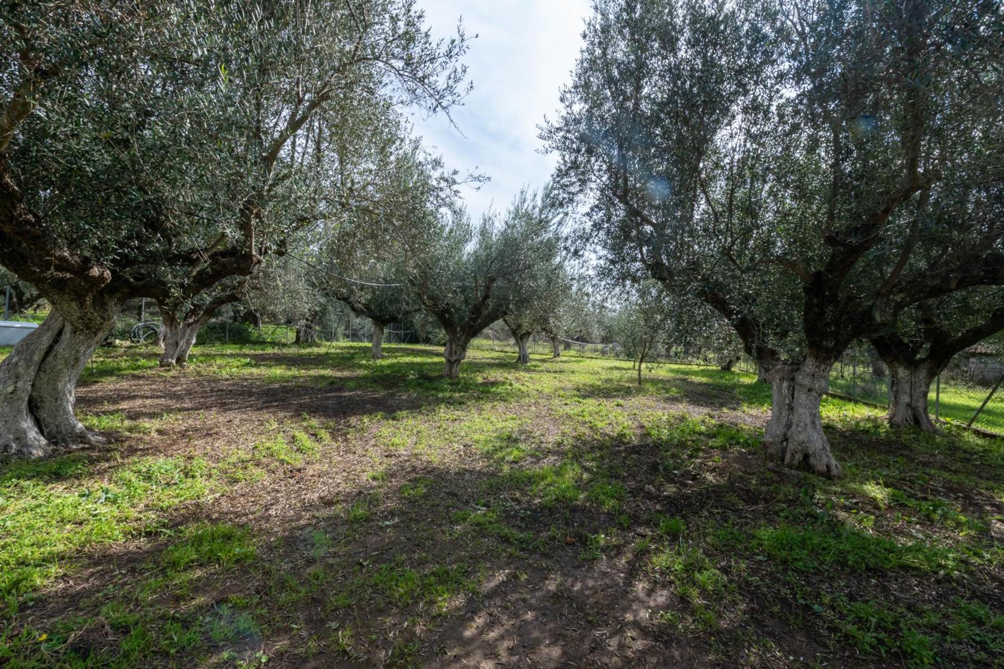 Olive Grove Getaway * Oikhalía