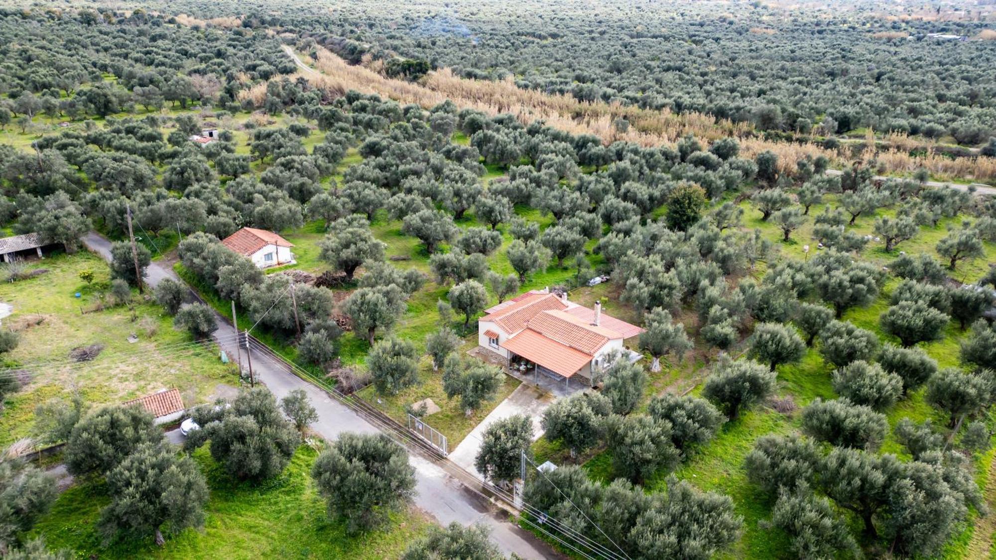 Olive Grove Getaway Hébergement de vacances Oikhalía